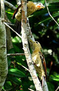 Cream-colored Woodpecker