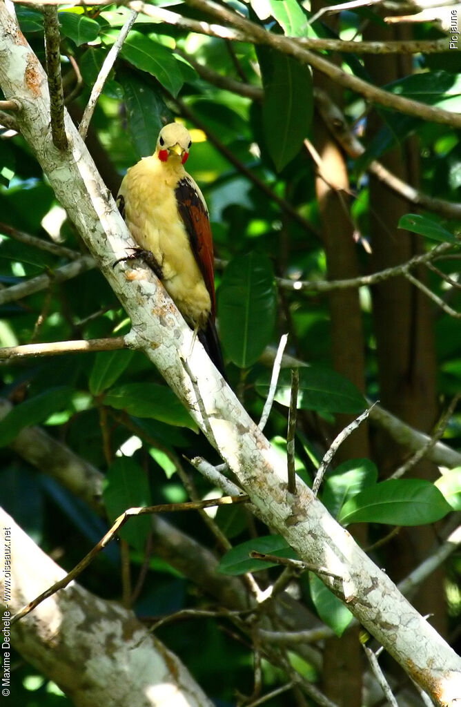 Pic jaune mâle adulte, identification