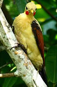 Cream-colored Woodpecker