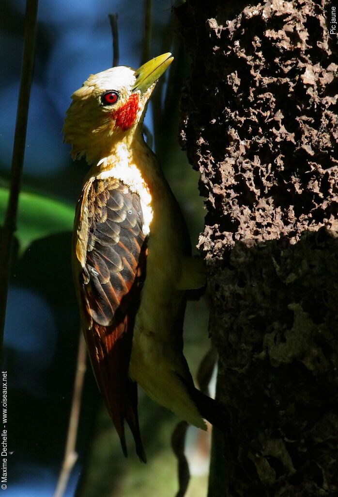 Cream-colored Woodpecker male adult, identification, feeding habits