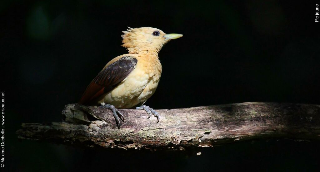 Cream-colored Woodpecker female adult, identification