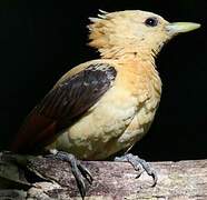 Cream-colored Woodpecker