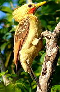 Cream-colored Woodpecker