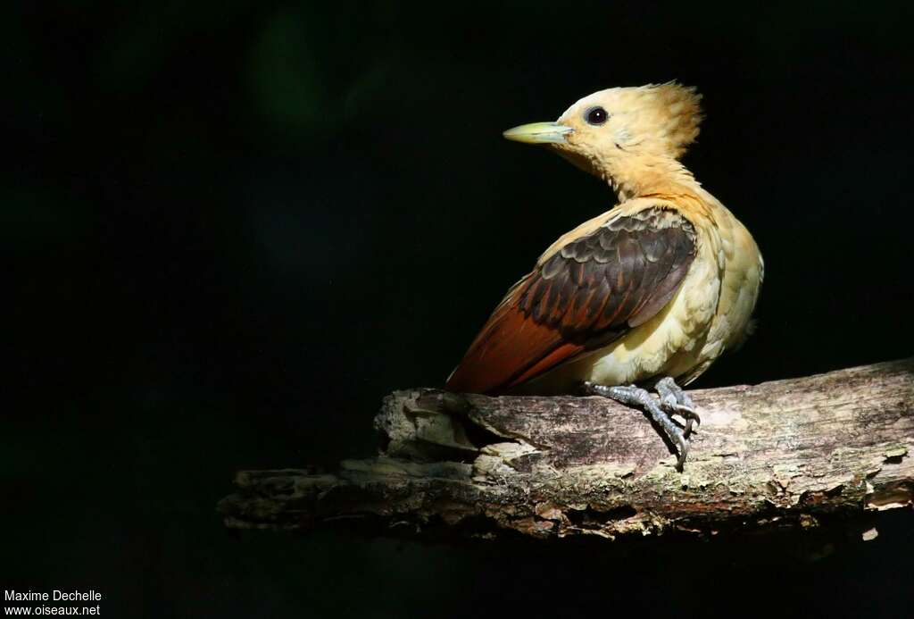 Cream-colored Woodpecker female adult, close-up portrait