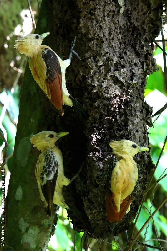 Cream-colored Woodpecker female adult, feeding habits, Behaviour