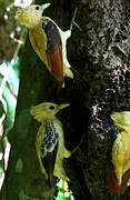 Cream-colored Woodpecker