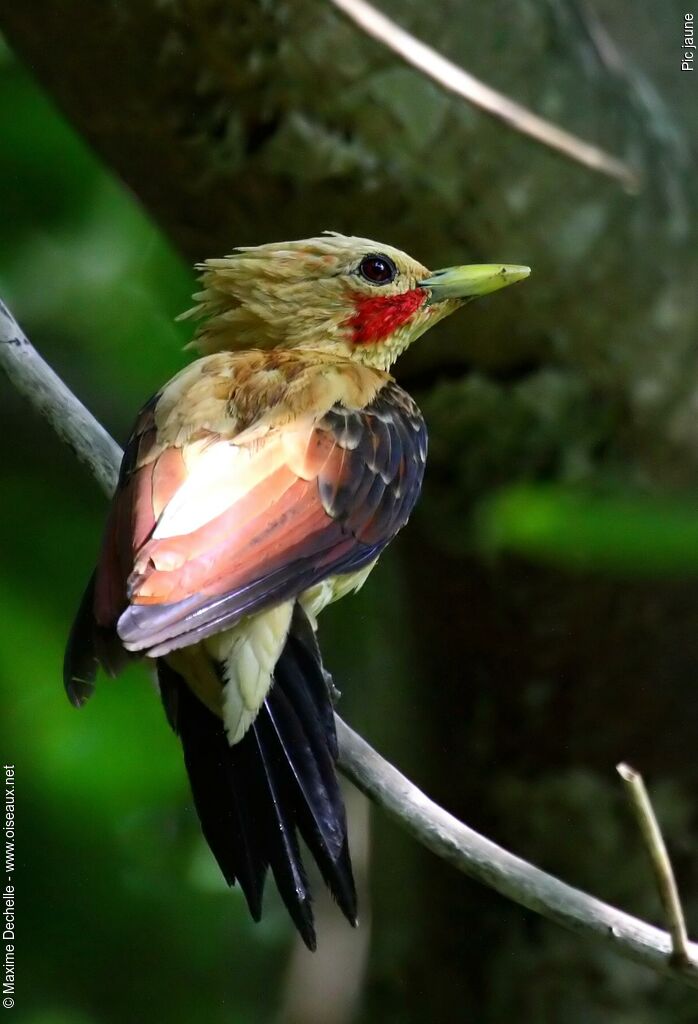 Cream-colored Woodpecker male adult, identification