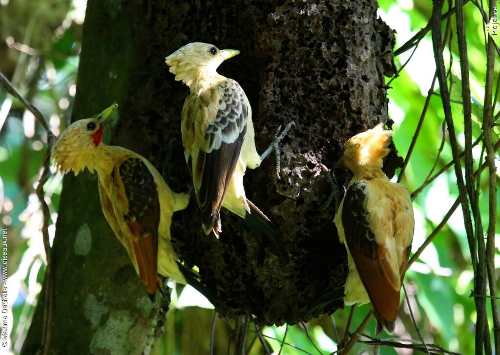 Cream-colored Woodpecker adult, identification, feeding habits, Behaviour