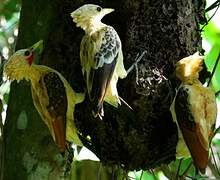 Cream-colored Woodpecker