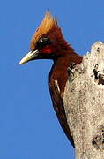 Chestnut Woodpecker