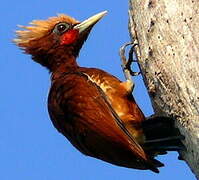 Chestnut Woodpecker