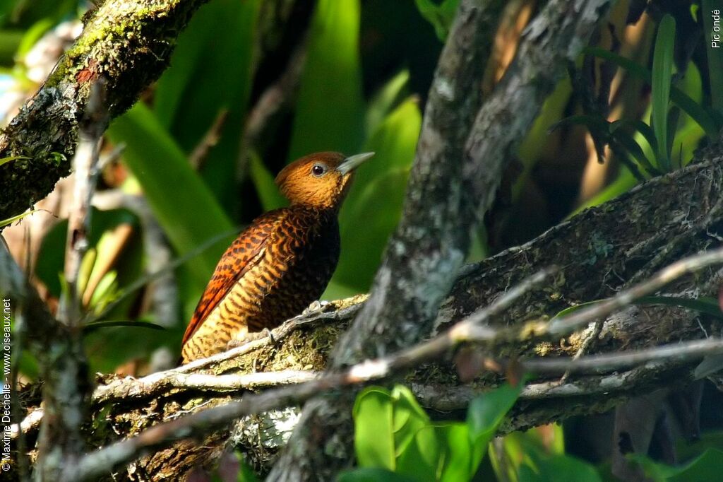 Waved Woodpecker female adult