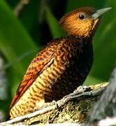 Waved Woodpecker