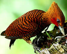 Waved Woodpecker