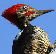 Lineated Woodpecker