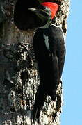 Lineated Woodpecker