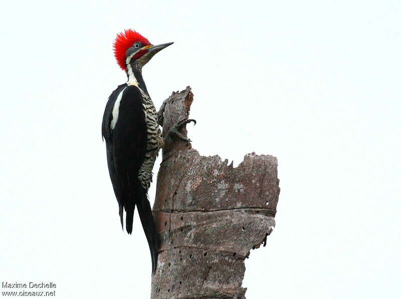 Lineated Woodpecker male adult, identification