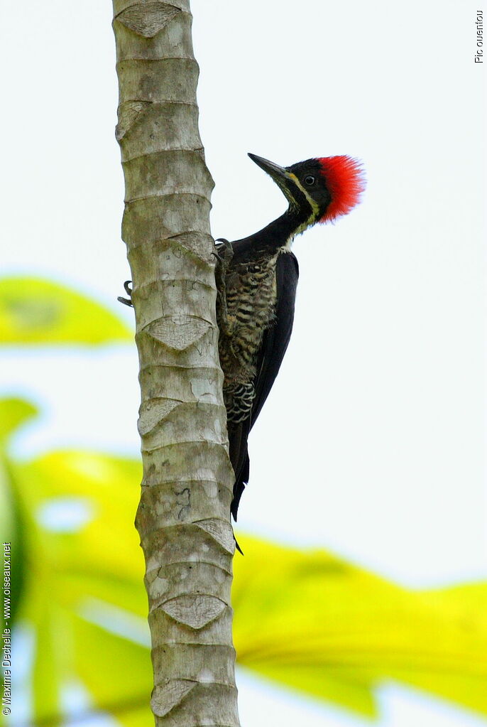 Lineated Woodpecker female adult, identification