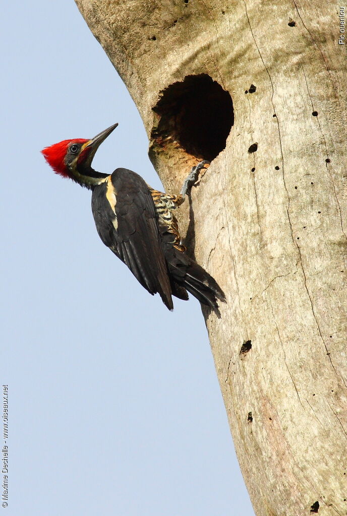 Lineated Woodpecker male adult, identification, Reproduction-nesting