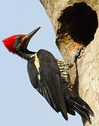 Lineated Woodpecker