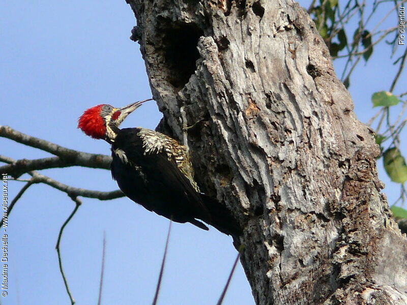 Lineated Woodpecker male adult, identification, feeding habits