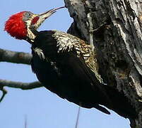 Lineated Woodpecker