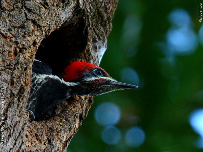 Lineated Woodpecker male immature, identification