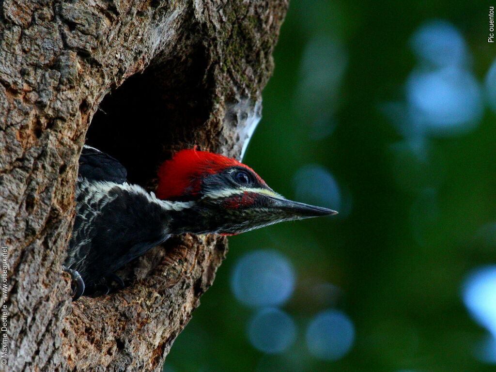 Lineated Woodpecker male immature, identification