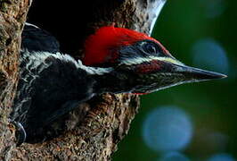 Lineated Woodpecker