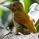 Pic passerin