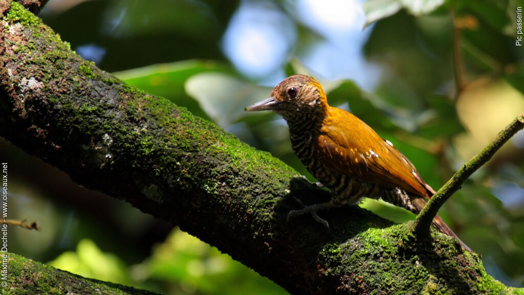 Pic passerin femelle, identification