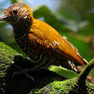 Pic passerin