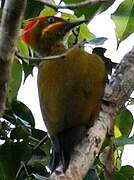 Golden-green Woodpecker