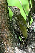 European Green Woodpecker