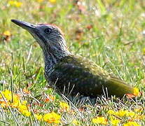 European Green Woodpecker