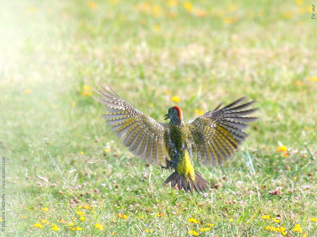 European Green Woodpecker