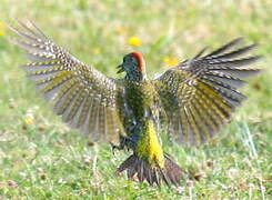 European Green Woodpecker