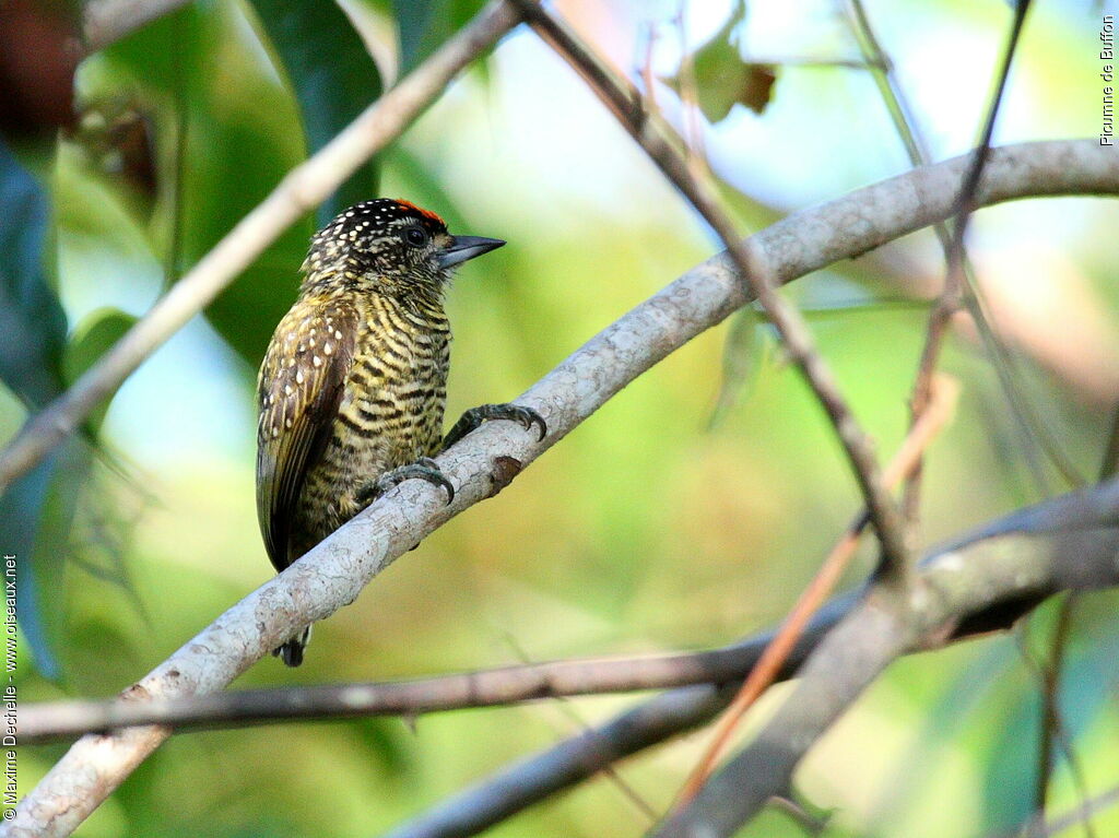 Golden-spangled Piculet male adult