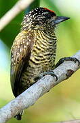 Golden-spangled Piculet