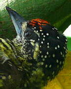 Golden-spangled Piculet