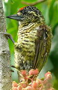 Golden-spangled Piculet