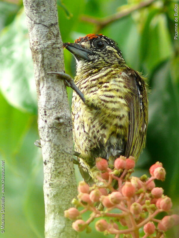 Golden-spangled Piculet male adult