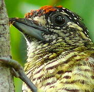 Golden-spangled Piculet