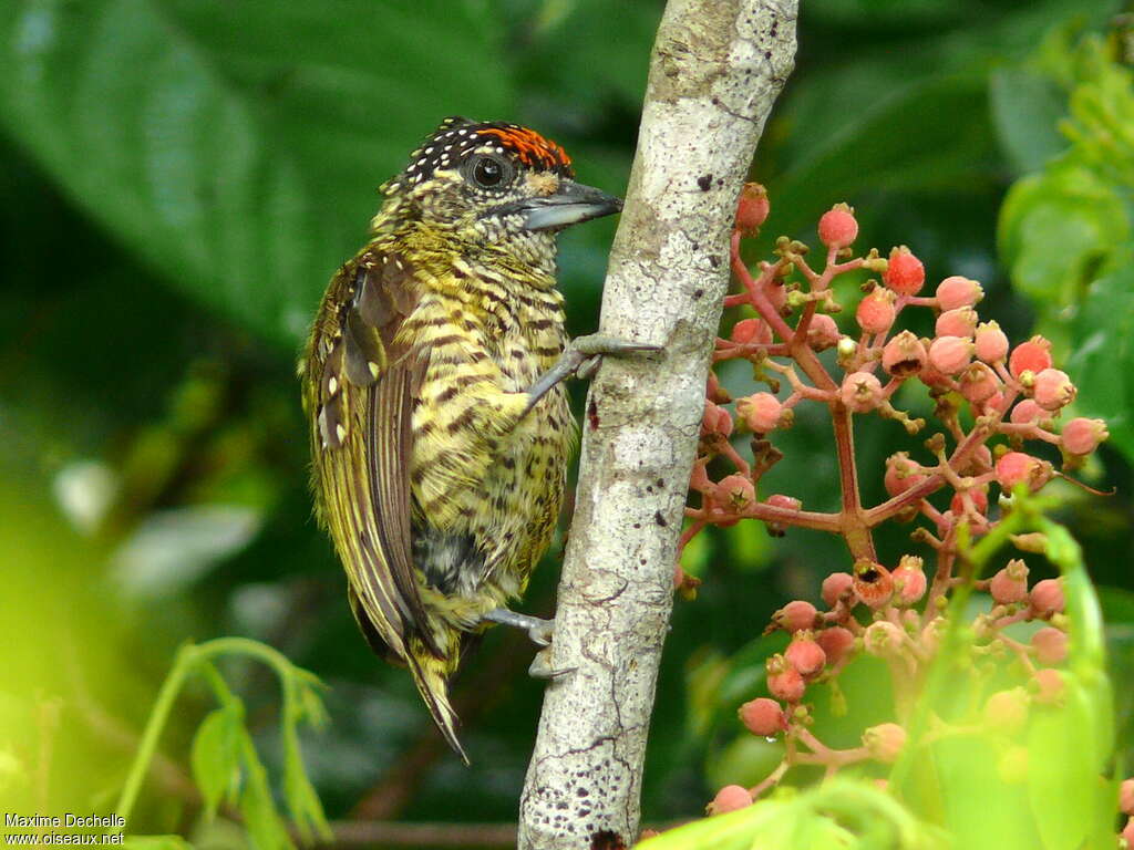 Golden-spangled Piculet male adult, identification