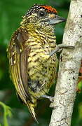 Golden-spangled Piculet