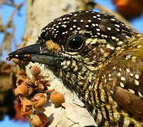 Golden-spangled Piculet