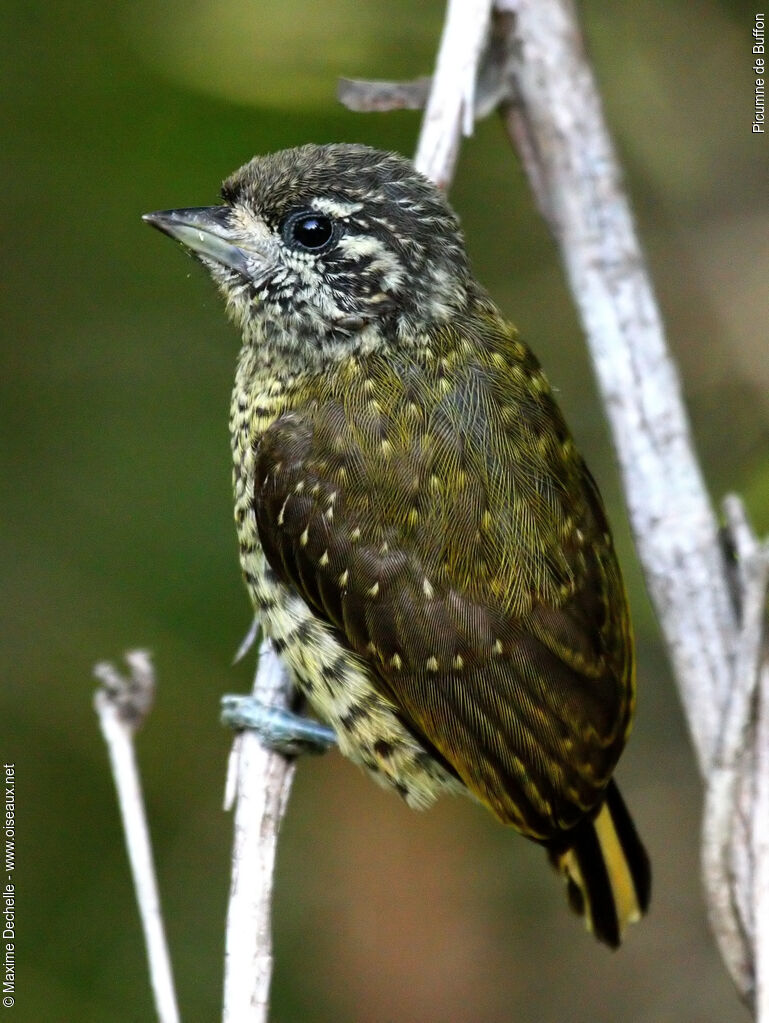 Golden-spangled Piculet female adult