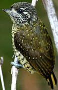 Golden-spangled Piculet