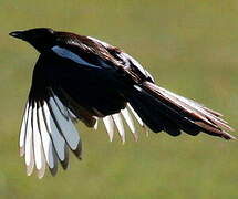 Eurasian Magpie