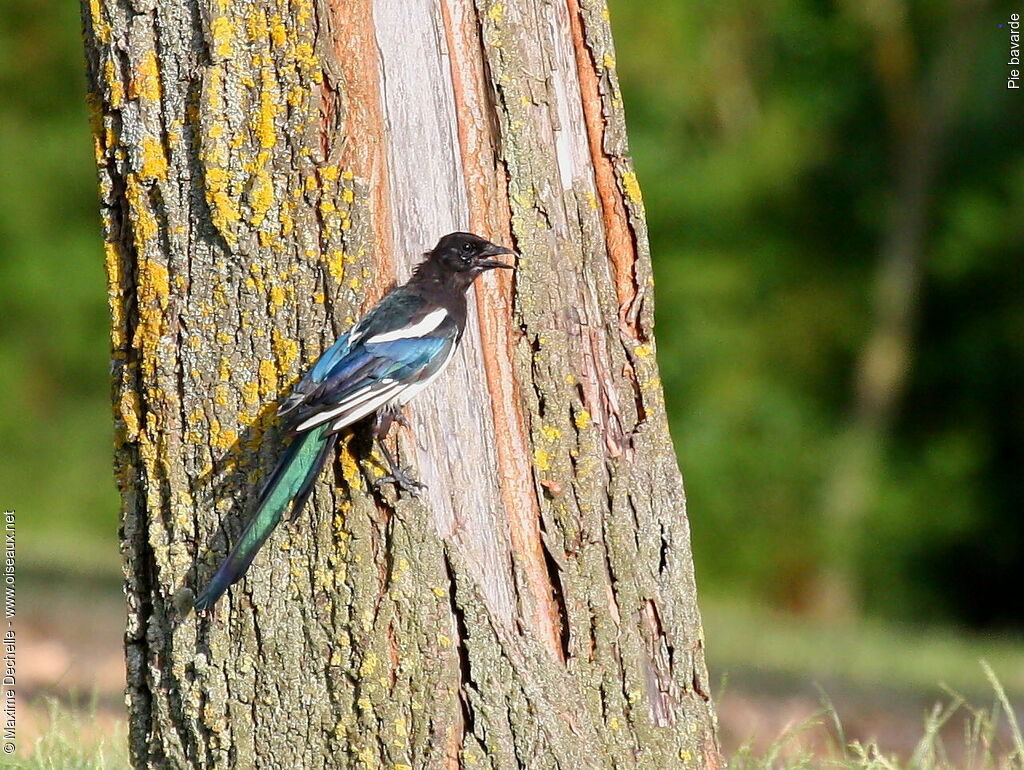 Eurasian Magpie